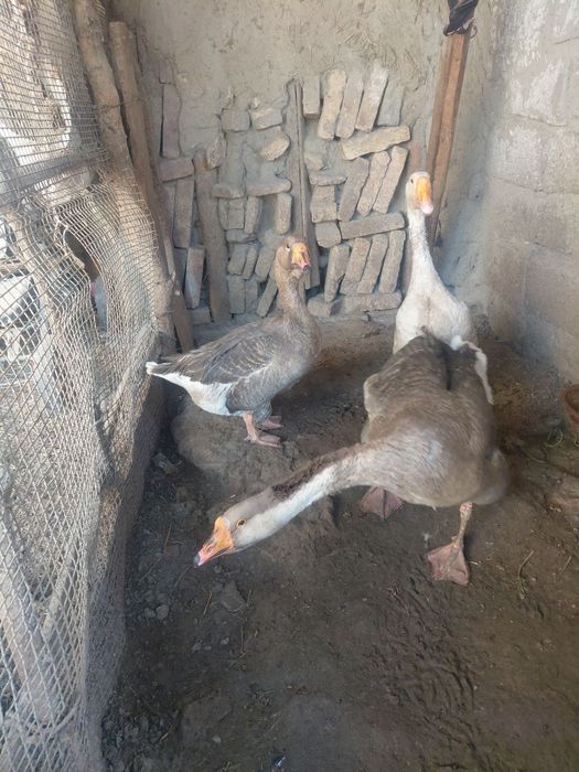 Goz tuxumlari sotiladi Ukrayna gigant  paroda