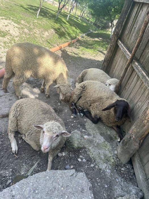 Oi merinos de palas de vanzare