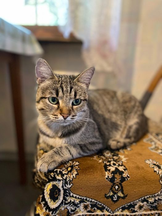 Кошечка ищет дом