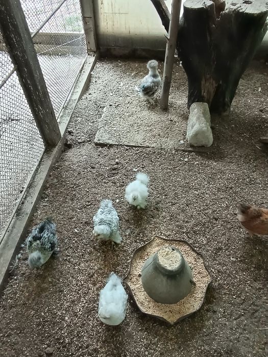 vand pui din diferite rase de gaini pitice