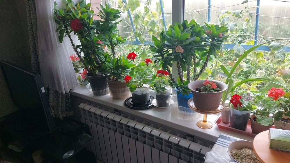 Цветы комнатный разные