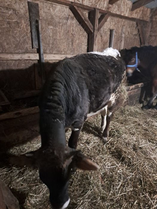 Vând vitea de ținut