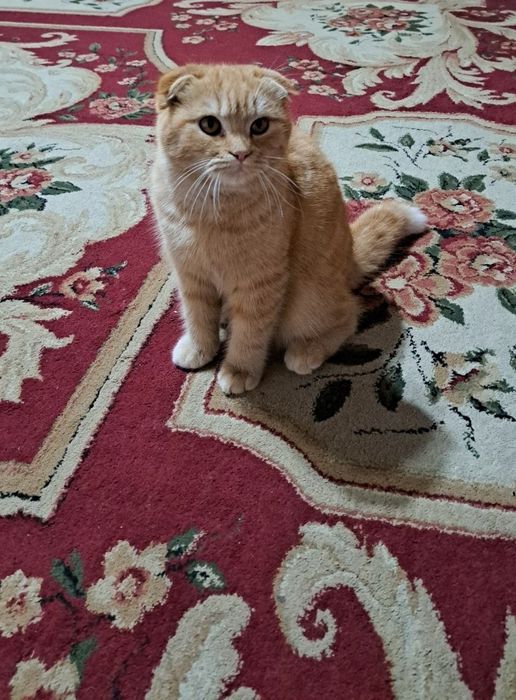Shotland osmaloh (Scottish Fold).