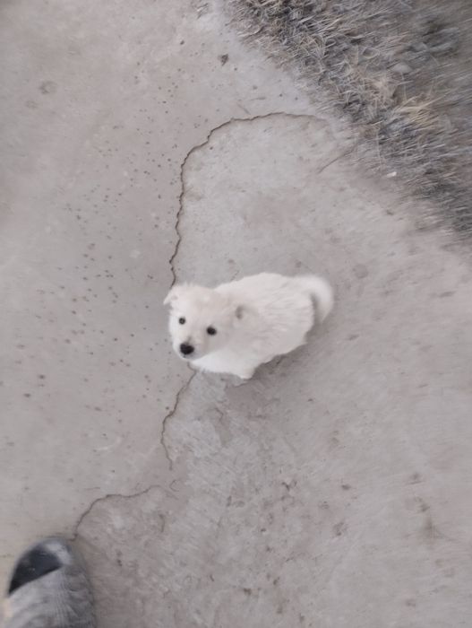 Щенки звонок месечные
