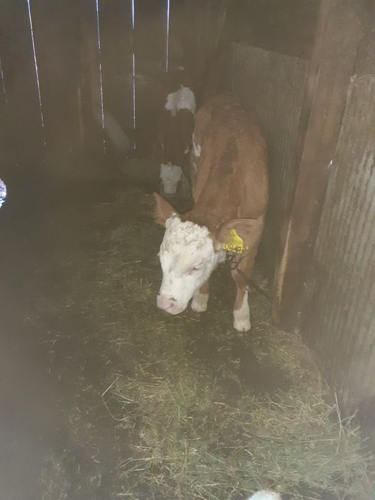 Vând două vițele baltată românească