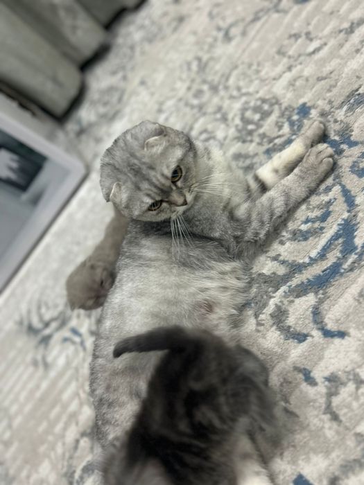 продается котята