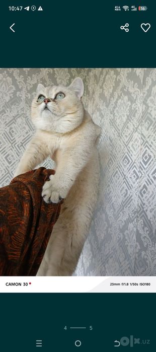 Britanskiy shinshilla