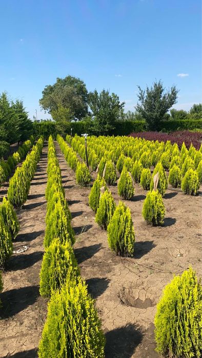 Берберис,лейланди и мн. храсти