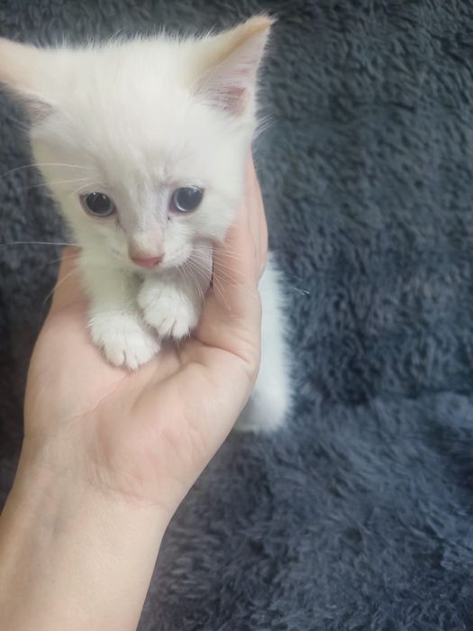 Отдам двух маленьких котят