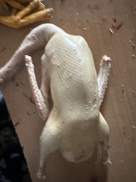 Гуси. Мясо гуся