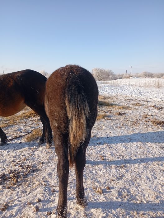 Обменяю жеребенка жеребчик