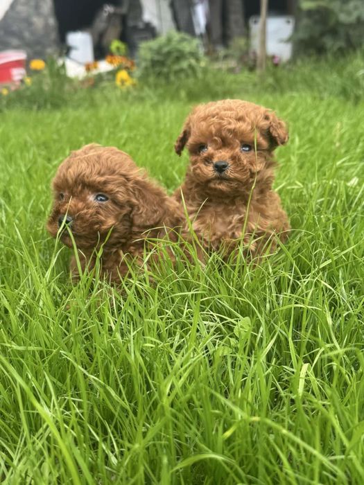 Пудел Той/Poodle Toy