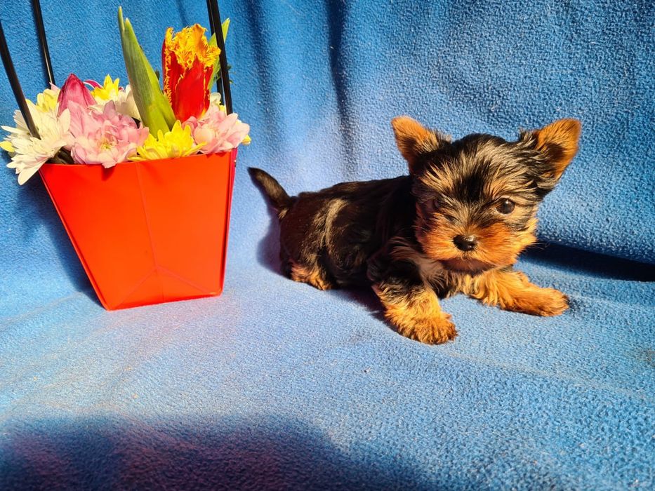 Отличный подарок щенки Йорка