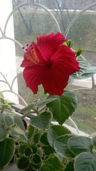 Продам  китайскую розу