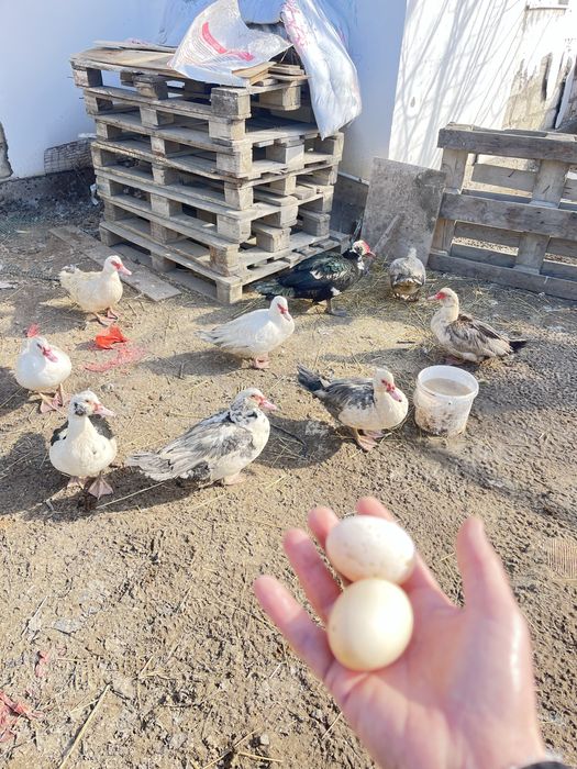 Индаутка сатылады