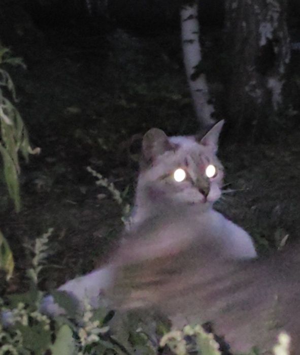 Котик,котенок,кот,бесплатно