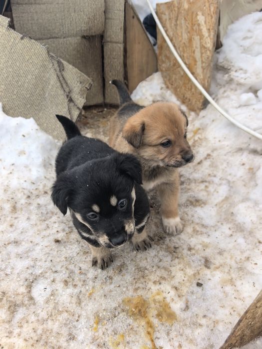 Отдам щенков  ...