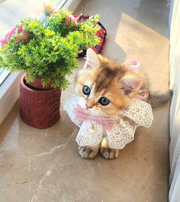 British Shorthair Golden cu pedigree