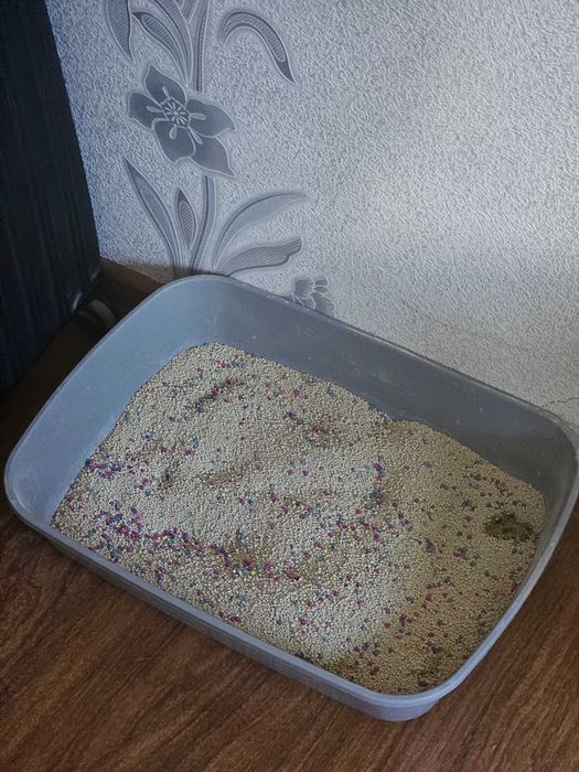 Кошка шотландская вислоухая
