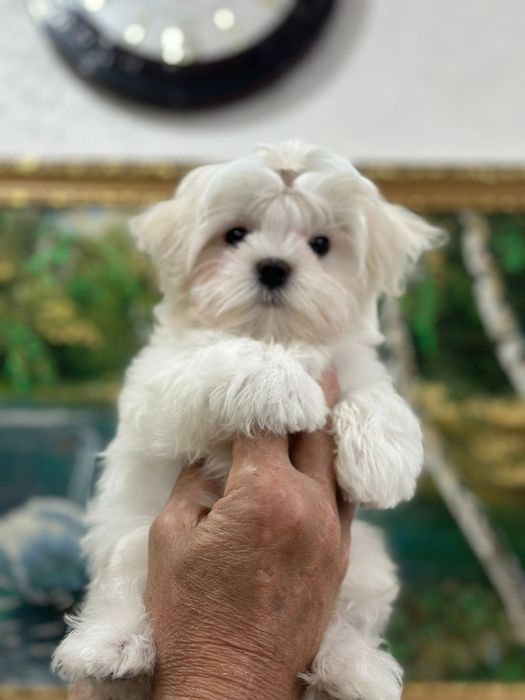 Мальтезе кукольный мальчик