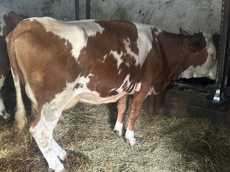 Vand vaci de lapte baltata romaneasca