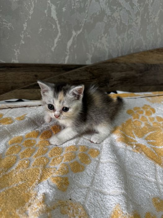 Продаются породистые котята породы шиншилла