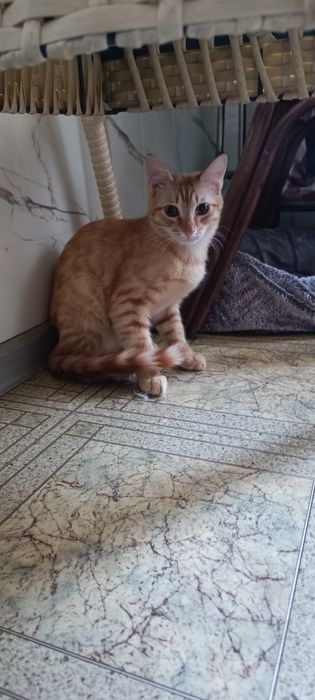 Рыжий мальчик, кастрированный