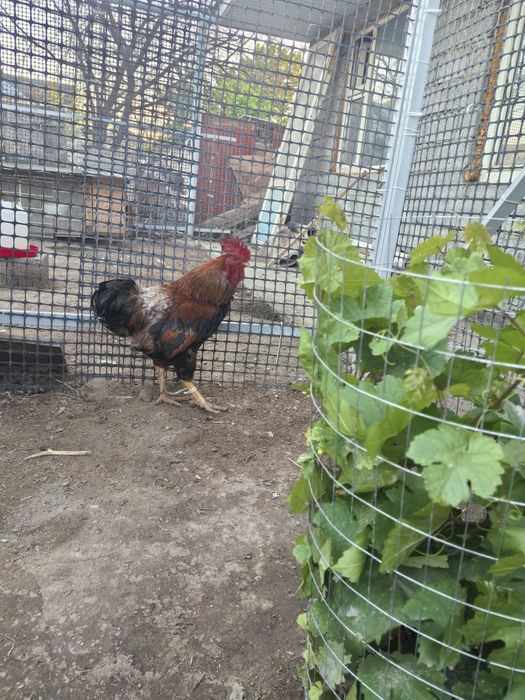 Продам молодых петухов прошлогодние