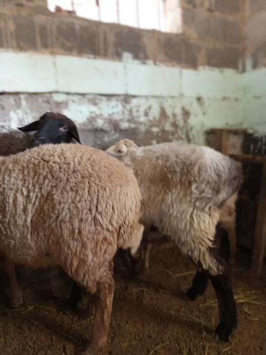 Продаем трёх барашек