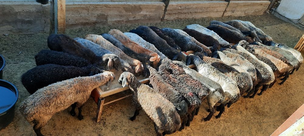 май семиз кой токты тусак кошкар