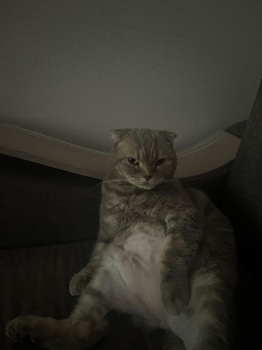 Отдам в добрые руки