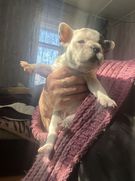 Продам французких бульдогов