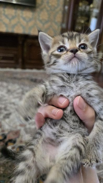 Продаются породистые котята шиншилла