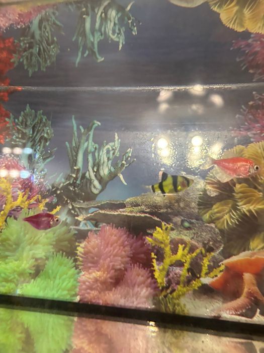 Срочно продам рыбок