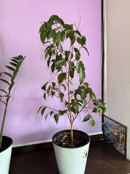 Домашние цветы .