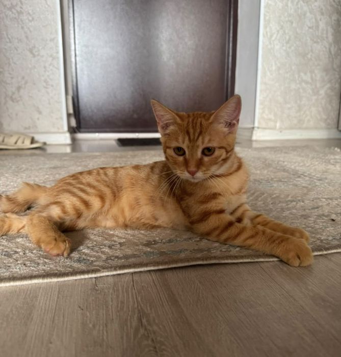 Ищет дом котёнок, девочка, 3 мес.