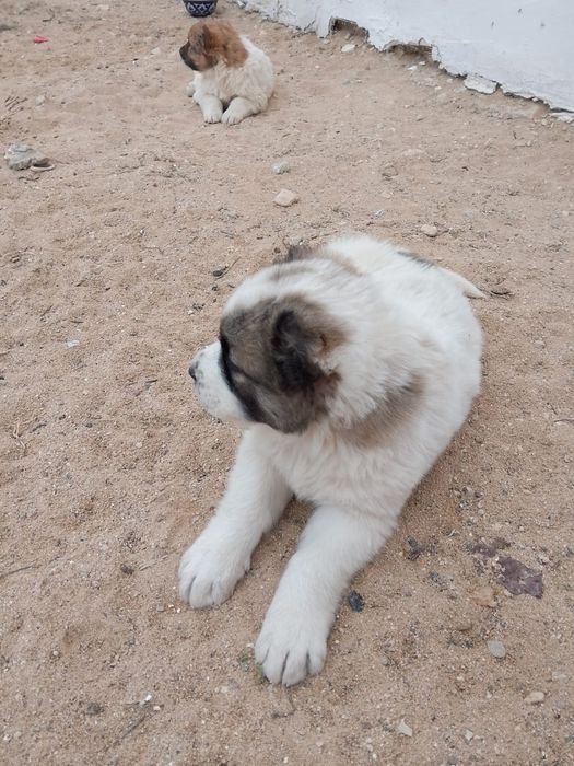 Алабай кушиктер Ата енесиде алабай