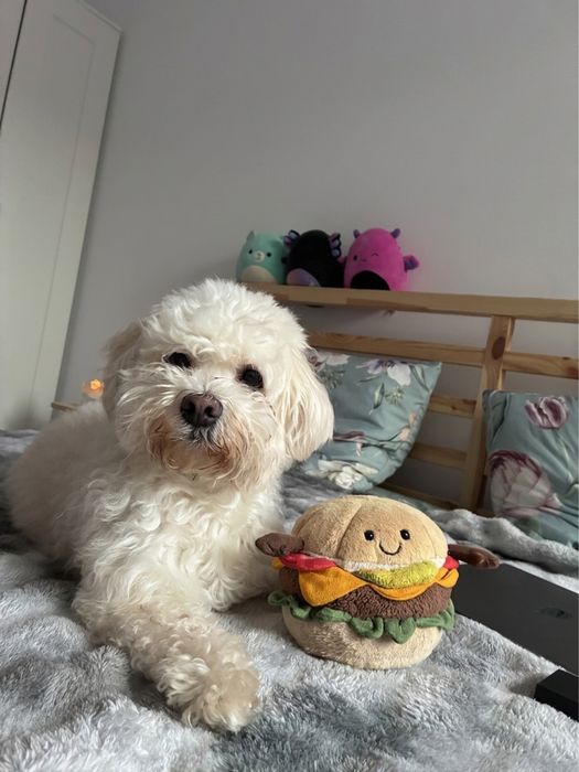 Pet sitting/ Dog boarding