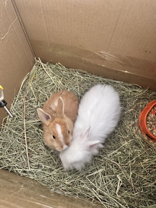 Деоративный кролики