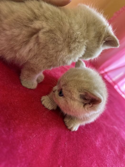 Котята британские