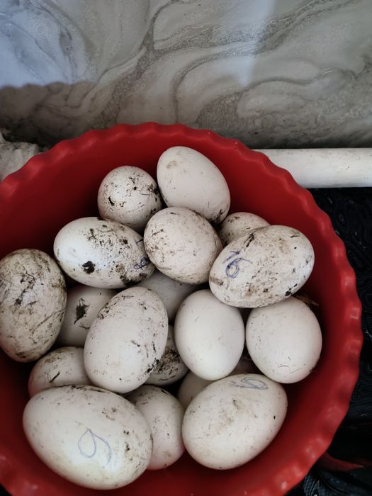 Продам гусиные яйца