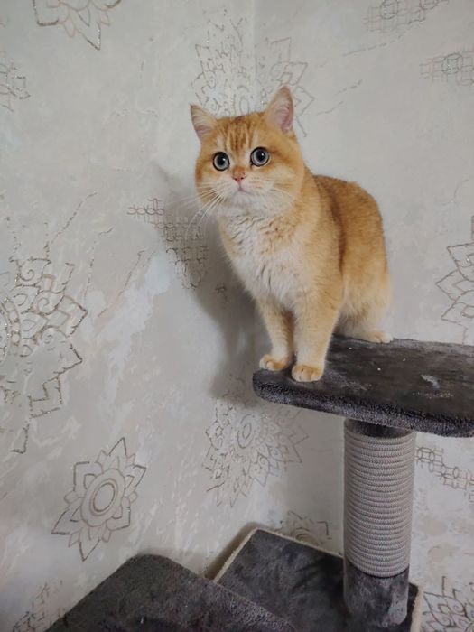 Zalatoy shinshila Ny12