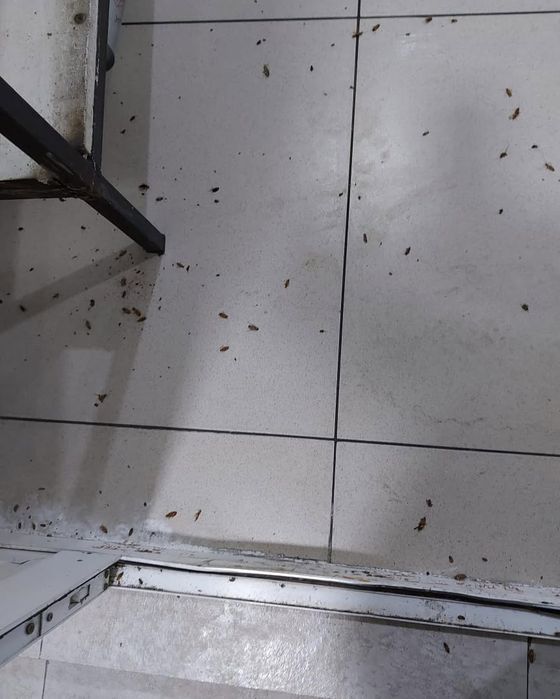 Tez yordam — Klop, Tarakan, Bedbug Dezinfeksiya Navoiy