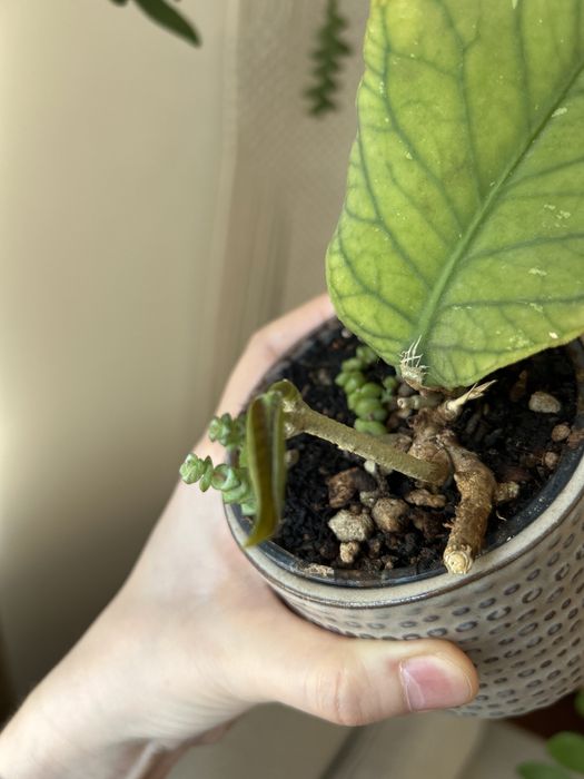 Хойя мередит мередичи