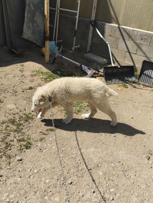 СРОЧНО продам алабая девочка 4месица