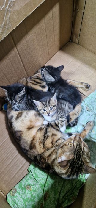 Бенгальские котята