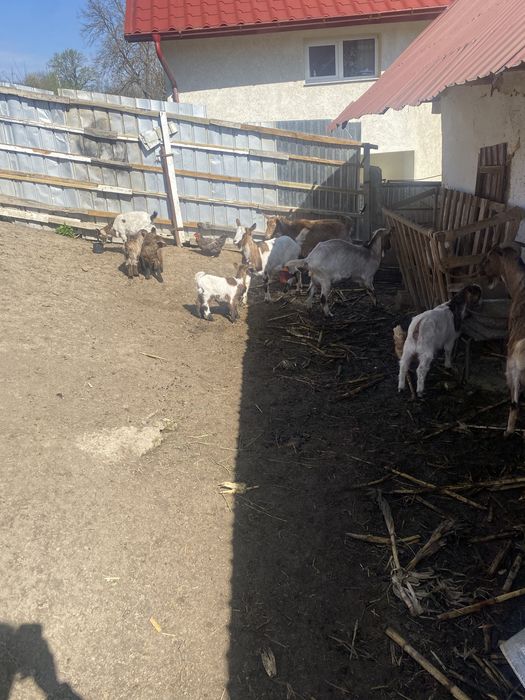 Vand 10 capre bune de lapte.