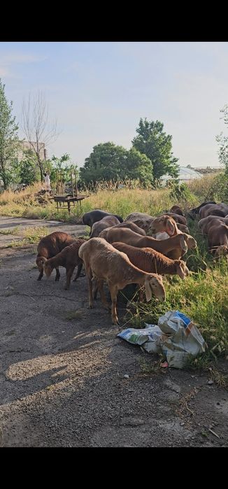 Арашан куй кузилар сотилади