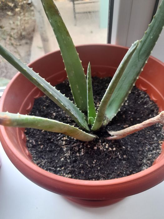 Продам  алоэ молодые