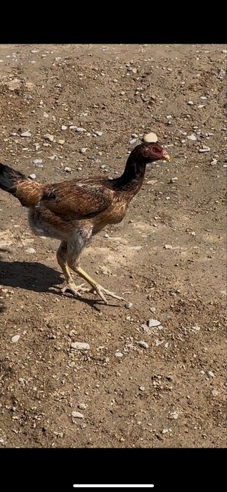 3 дакан мекен сатылады.